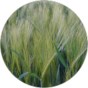 Laurent profile picture